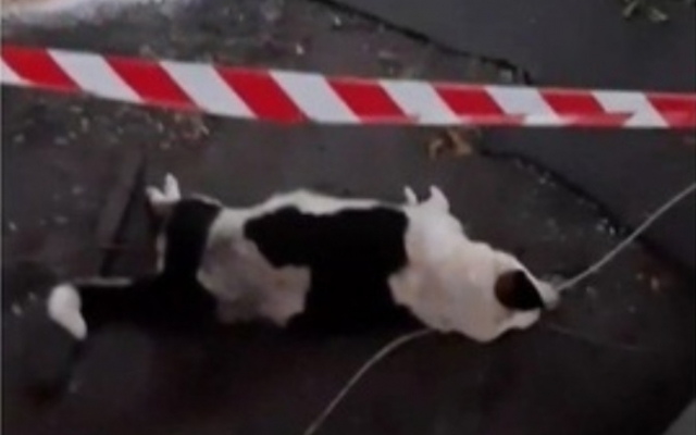 На Днепропетровщине собаку убило током из-за оборванного провода Фото № 0 На Днепропетровщине собаку убило током из-за оборванного провода Фото № 0