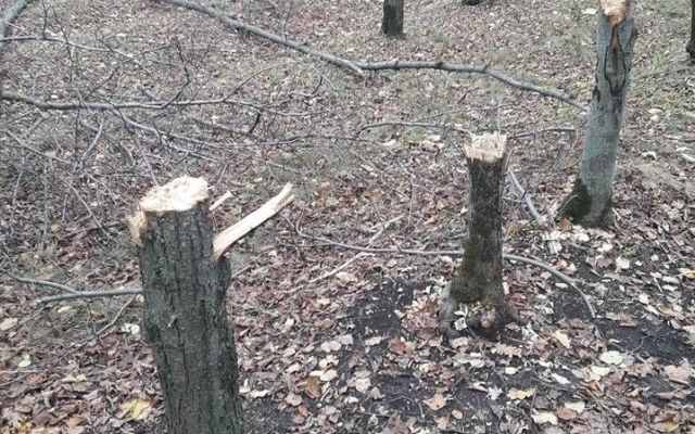 На Днепропетровщине вырубают деревья Фото № 0 На Днепропетровщине вырубают деревья Фото № 0