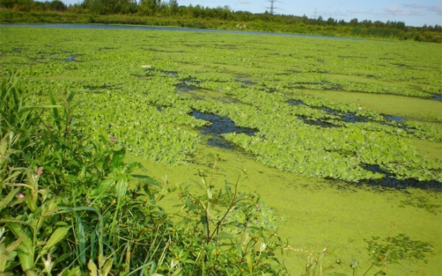 Вода в Днепре цветет из-за выбросов Фото № 0 Вода в Днепре цветет из-за выбросов Фото № 0