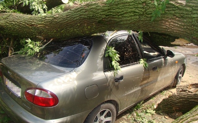 В Днепре дерево разбило два автомобиля Фото № 0 В Днепре дерево разбило два автомобиля Фото № 0