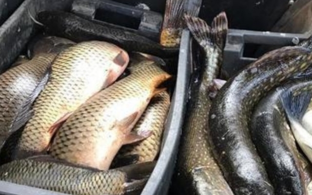 На Днепропетровщине водитель перевозил рыбу без документов Фото № 0 На Днепропетровщине водитель перевозил рыбу без документов Фото № 0