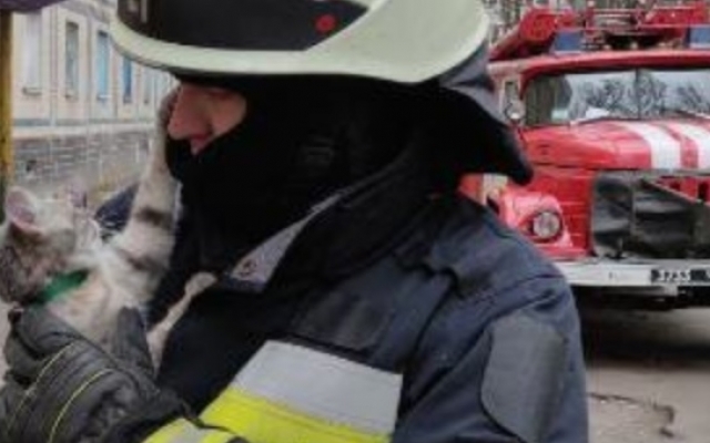 В Днепре сотрудники ГСЧС снимали кота с подоконника Фото № 0 В Днепре сотрудники ГСЧС снимали кота с подоконника Фото № 0