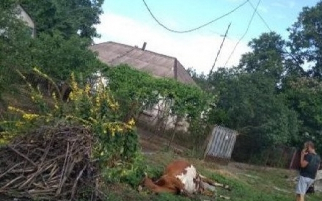 ЧП на Днепропетровщине: корову убило током Фото № 0 ЧП на Днепропетровщине: корову убило током Фото № 0