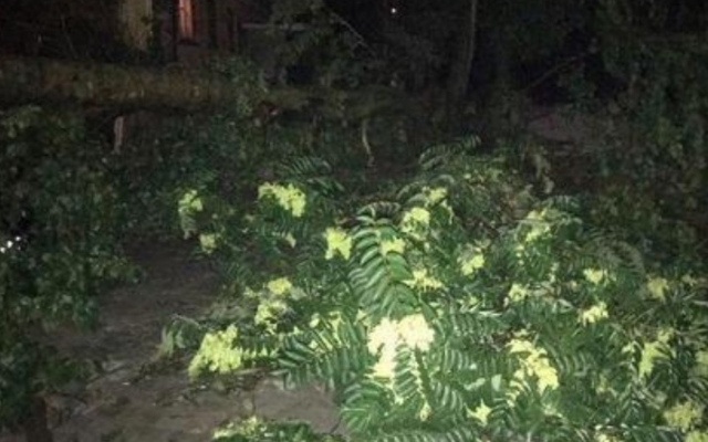 Древопад на Днепропетровщине: упавшее дерево травмировало мужчину Фото № 0 Древопад на Днепропетровщине: упавшее дерево травмировало мужчину Фото № 0