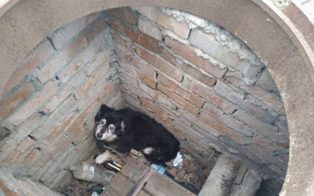 На Днепропетровщине собака провалилась в люк Фото № 0 На Днепропетровщине собака провалилась в люк Фото № 0