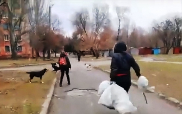 На Днепропетровщине стаи собак атакуют школьников Фото № 1 На Днепропетровщине стаи собак атакуют школьников Фото № 1