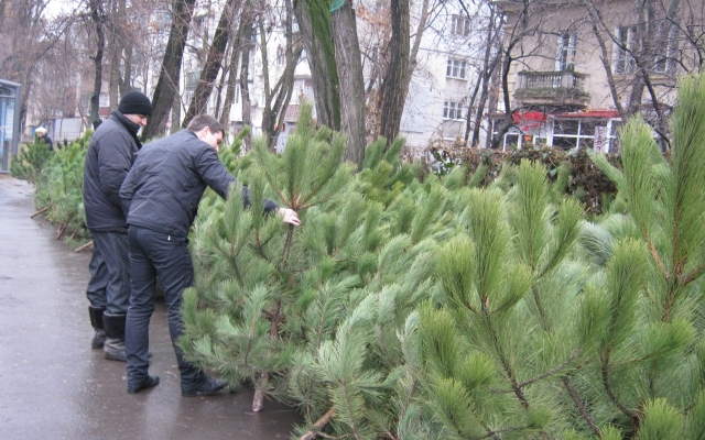 Новогодний Днепр: горожане воруют елки Фото № 0 Новогодний Днепр: горожане воруют елки Фото № 0