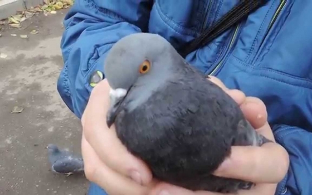 На Днепропетровщине спасатели вытаскивали застрявшего в вытяжке голубя Фото № 0 На Днепропетровщине спасатели вытаскивали застрявшего в вытяжке голубя Фото № 0