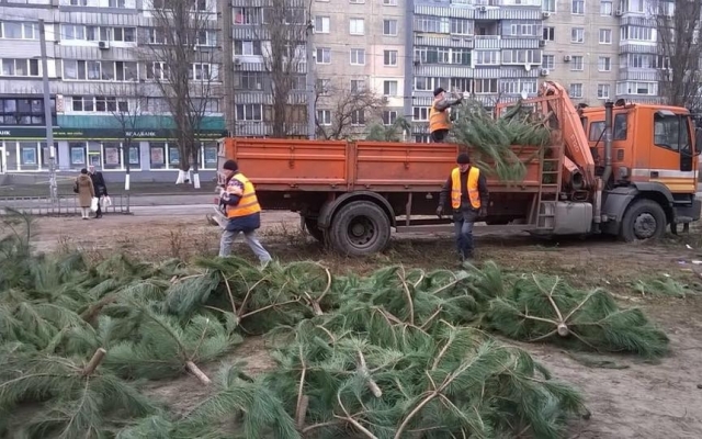 Михаил Лысенко рассказал, как правильно утилизировать новогодние елки Фото № 0 Михаил Лысенко рассказал, как правильно утилизировать новогодние елки Фото № 0