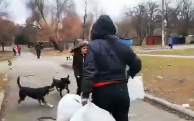 На Днепропетровщине стаи собак атакуют школьников Фото № 0 На Днепропетровщине стаи собак атакуют школьников Фото № 0