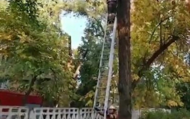На Днепропетровщине сотрудники ГСЧС сняли кота с дерева Фото № 0 На Днепропетровщине сотрудники ГСЧС сняли кота с дерева Фото № 0