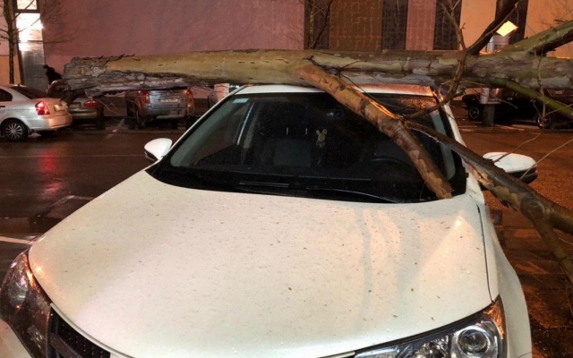 Древопад в Днепре: аварийное дерево упало на припаркованное авто Фото № 0 Древопад в Днепре: аварийное дерево упало на припаркованное авто Фото № 0