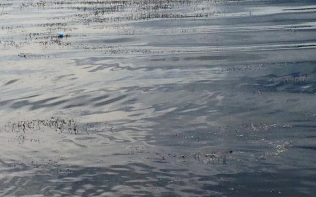 Вода в Днепре цветет из-за выбросов Фото № 1 Вода в Днепре цветет из-за выбросов Фото № 1