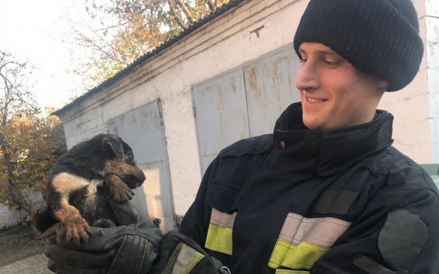 В Днепре спасатели вытаскивали щенков из туалета Фото № 0 В Днепре спасатели вытаскивали щенков из туалета Фото № 0