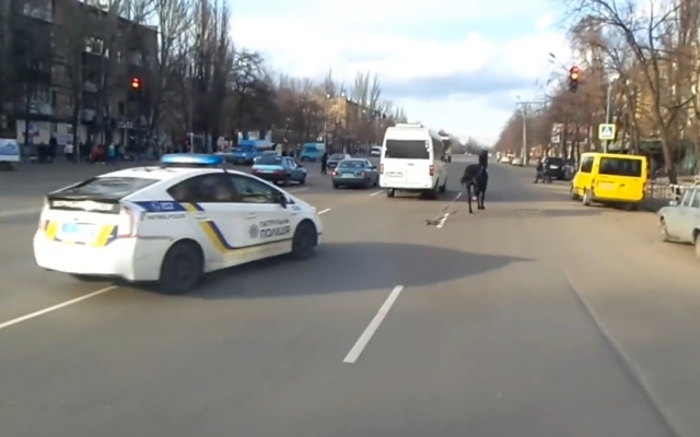 Полиция Днепропетровщины устроила погоню за лошадью Фото № 0 Полиция Днепропетровщины устроила погоню за лошадью Фото № 0