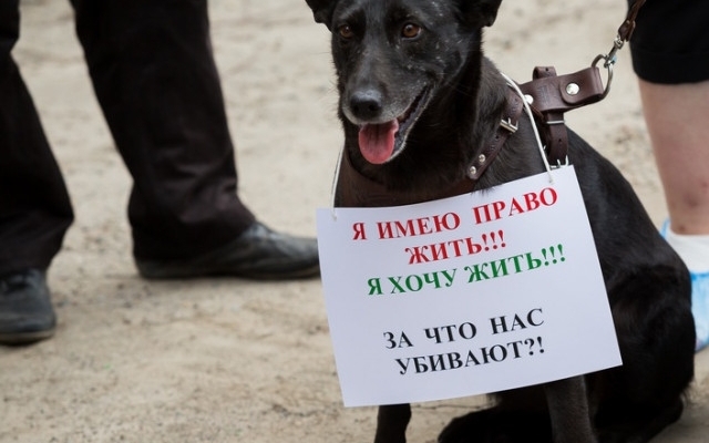 В Днепре сотрудники полиции рассказали о борьбе с живодерами Фото № 0 В Днепре сотрудники полиции рассказали о борьбе с живодерами Фото № 0
