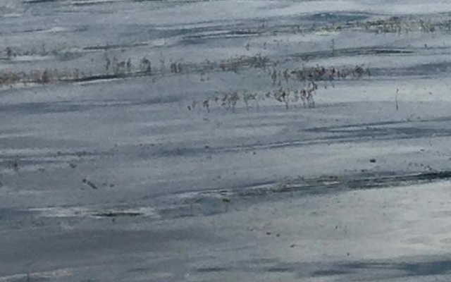 Вода в Днепре цветет из-за выбросов Фото № 2 Вода в Днепре цветет из-за выбросов Фото № 2