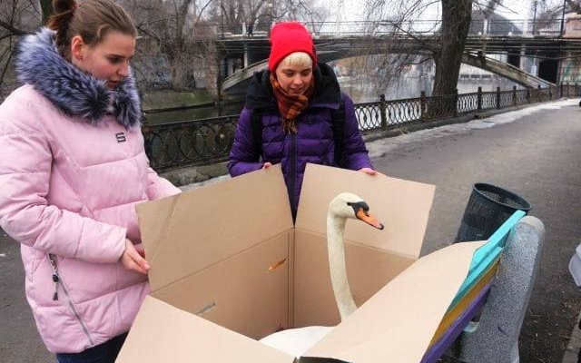 В центральном парке Днепра больше нет лебедя Фото № 2 В центральном парке Днепра больше нет лебедя Фото № 2