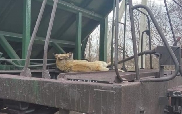 На Днепропетровщине живодеры привязали собаку к вагону грузового поезда Фото № 0 На Днепропетровщине живодеры привязали собаку к вагону грузового поезда Фото № 0