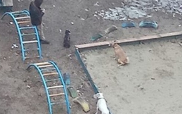 В Днепре собаководы выгуливают собак в песочницах Фото № 0 В Днепре собаководы выгуливают собак в песочницах Фото № 0