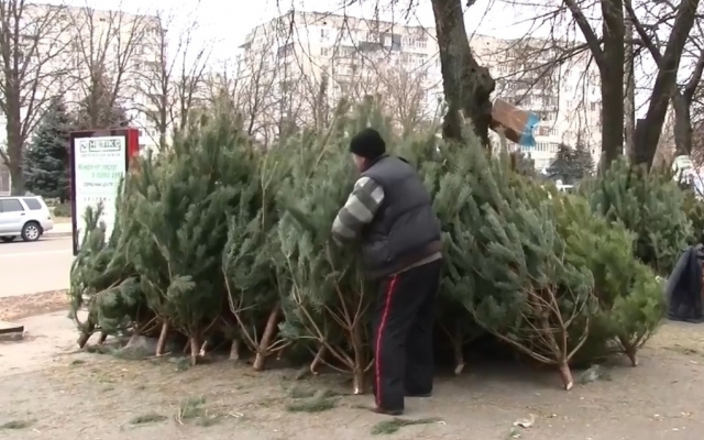 На Днепропетровщине старые елки будут использовать для содержания животных Фото № 0 На Днепропетровщине старые елки будут использовать для содержания животных Фото № 0