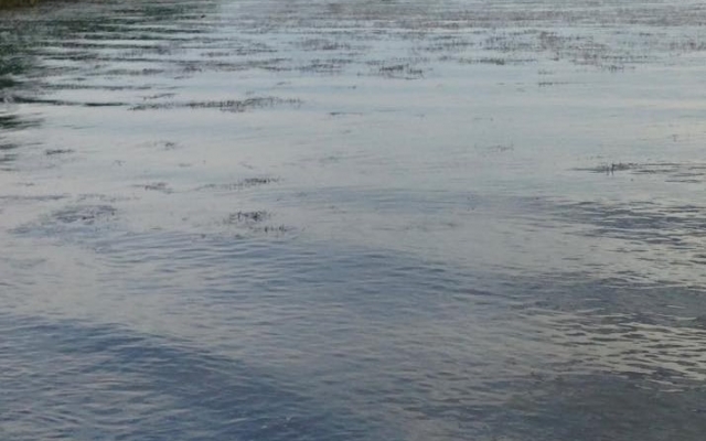 Вода в Днепре цветет из-за выбросов Фото № 3 Вода в Днепре цветет из-за выбросов Фото № 3