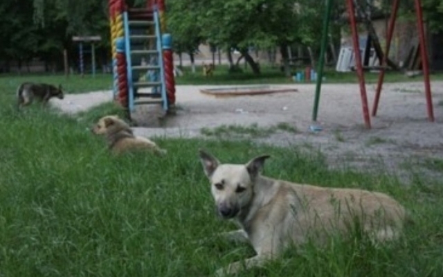На Днепропетровщине бродячие собаки напали на подростка Фото № 0 На Днепропетровщине бродячие собаки напали на подростка Фото № 0