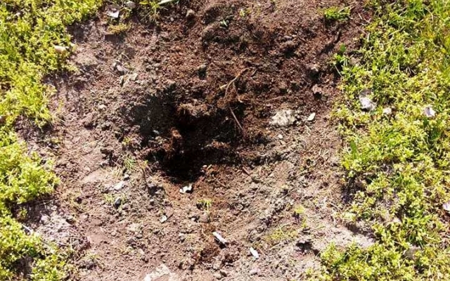 На Днепропетровщине воруют зеленые насаждения Фото № 2 На Днепропетровщине воруют зеленые насаждения Фото № 2
