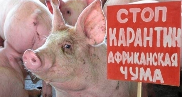 Чума свиней на Днепропетровщине: новые случаи заражения Фото № 0 Чума свиней на Днепропетровщине: новые случаи заражения Фото № 0
