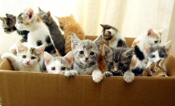 В Днепре котят выбрасывают на свалку Фото № 0 В Днепре котят выбрасывают на свалку Фото № 0