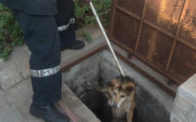 На Днепропетровщине собака провалилась в люк Фото № 0 На Днепропетровщине собака провалилась в люк Фото № 0