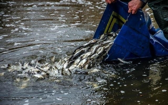На Днепропетровщине в водохранилище выпустили рыб-мелиораторов Фото № 0 На Днепропетровщине в водохранилище выпустили рыб-мелиораторов Фото № 0