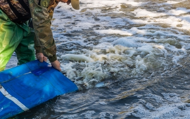 На Днепропетровщине в водоем выпустили рыб-мелиораторов Фото № 0 На Днепропетровщине в водоем выпустили рыб-мелиораторов Фото № 0