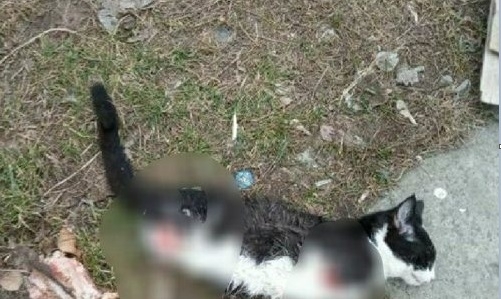 Коту отрезали лапы: полиция Днепра прокомментировала действия живодеров Фото № 0 Коту отрезали лапы: полиция Днепра прокомментировала действия живодеров Фото № 0