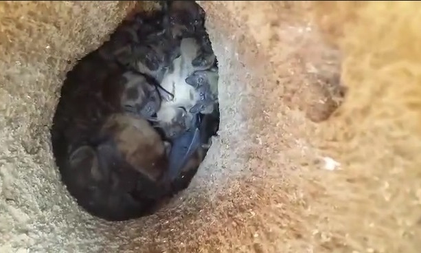 На Днепропетровщине в ходе санитарной обрезки деревьев обнаружили гнездо летучих мышей 