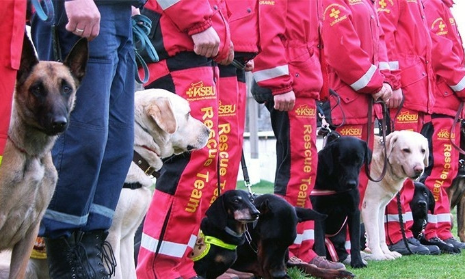На Днепропетровщине соревнуются собаки-спасатели 