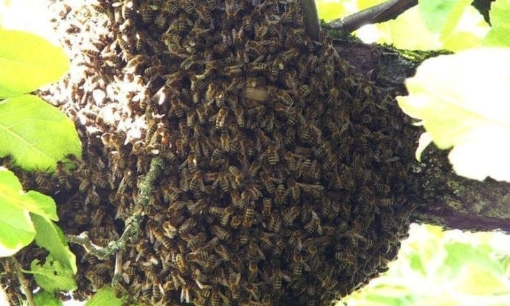 В Днепре огромный рой пчел обосновался в детском саду 