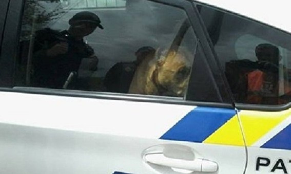 В Днепре собака захватила автомобиль полиции 