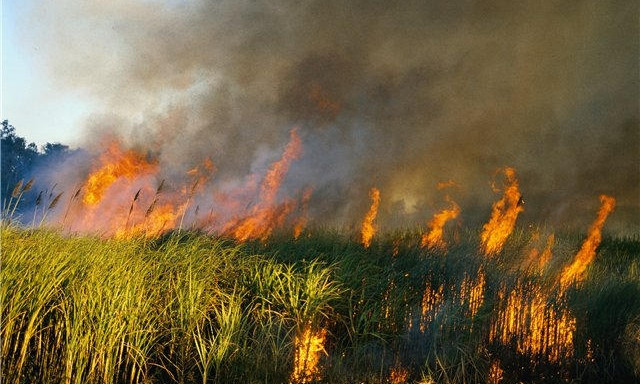 На Днепропетровщине участились пожары на полях