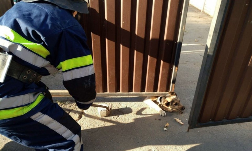 На Днепропетровщине спасатели вытаскивали из-под ворот застрявшую собаку 