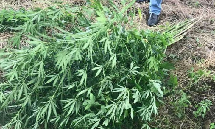 В Днепре горожанин выращивал в балке марихуану 