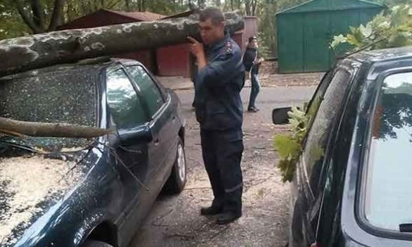 Древопад в Днепре: аварийное дерево упало на два автомобиля 