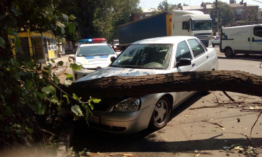 Древопад в Днепре: дерево зацепило автомобиль и травмировало женщину