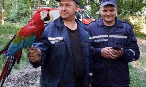 В Днепре сотрудники ГСЧС поймали попугая 
