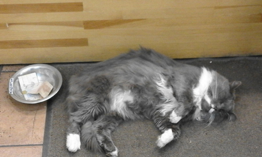 Знаменитости Днепра: кот Кондратий - профессиональный "сниматель" стресса 