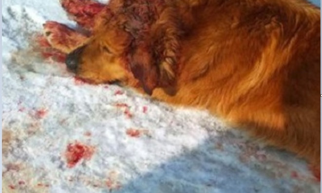В Днепре дети нашли собаку со следами огнестрельных ранений 