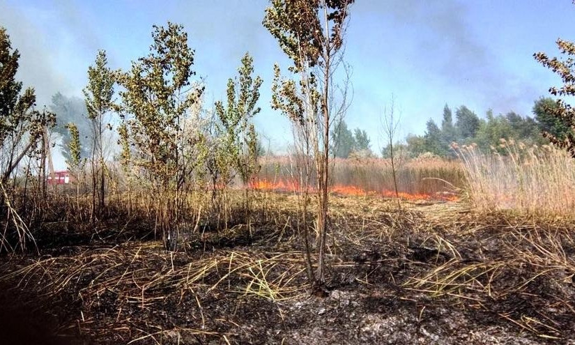 Пожар на Днепропетровщине: сотрудники ГСЧС тушили траву