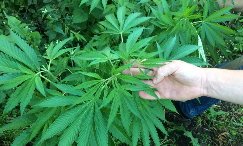 Житель Днепропетровщины прятал марихуану в помидорах 
