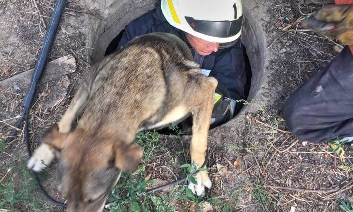 В Днепре спасатели вытаскивали собак из открытых люков 