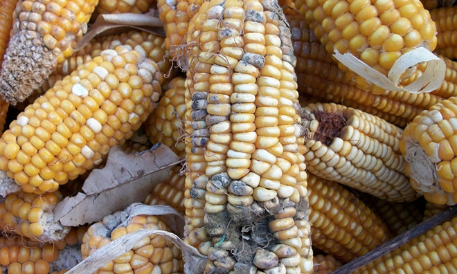На Днепропетровщину пытались провезти зараженную кукурузу из США